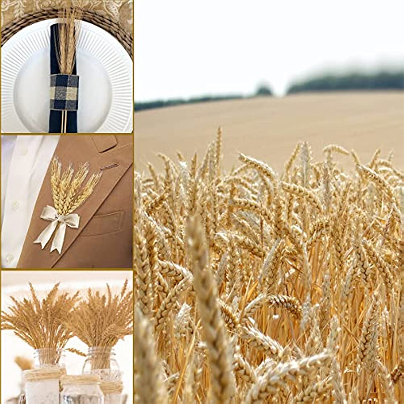 Tallos de trigo secos de 50/10 - Wedding Arch Flower reseña y precio